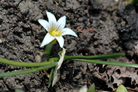 Romulea columnae